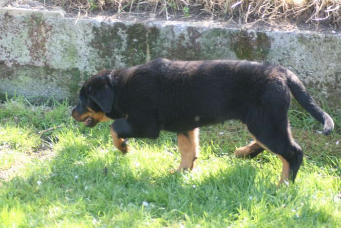 Quenza 09 04 2017 (13)